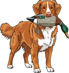 Nova Scotia Duck Tolling Retriever dog standing holding duck dummy pose