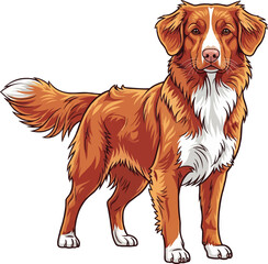 Nova Scotia Duck Tolling Retriever dog standing alert facing front pose