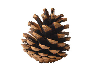 Textured pinecone with detailed scales against black