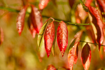 Red autumn leaves with water droplets on branch