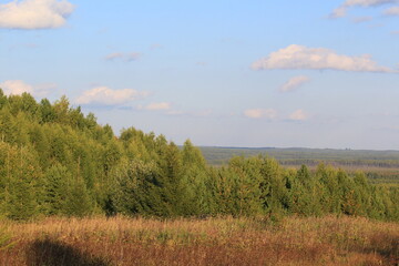 forest of northeastern Europe in late summer