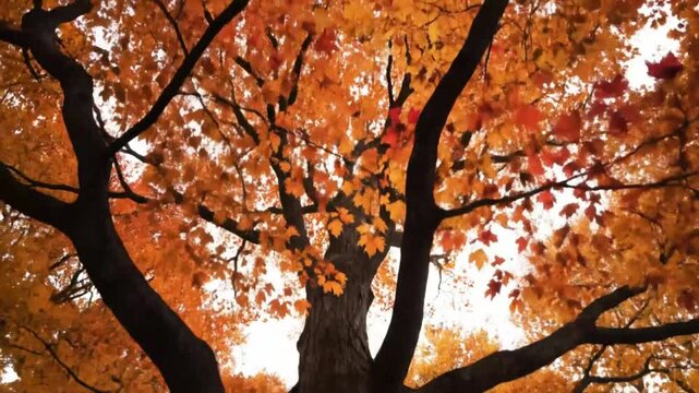 Low angle view of large tree trunk surrounded by beautiful orange autumn leaves against the cloudy sky