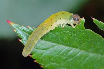 Larwa of sawfly on a damaged rose leaf in the garden.