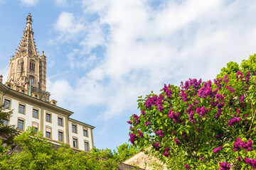 Purple lilac flowers on a background of Bern Cathedral, Switzerland