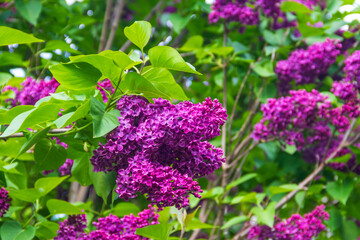Purple lilac flowers on a bush