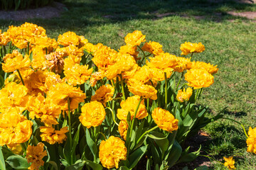 Beautiful yellow double tulips on flowerbed in a garden