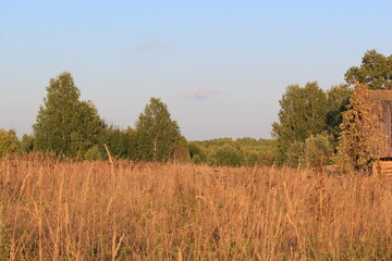 Fototapeta premium autumn landscape with trees