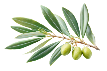 Olive Branch: An exquisite olive branch showcases vibrant green olives and slender leaves. representing peace, purity and vitality