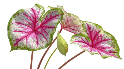 Caladium Beauty: Exquisite caladium leaves flaunt intricate patterns of pink and green, creating a vibrant spectacle of botanical artistry, with subtle detail on display.