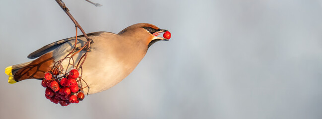 Bohemian waxwing is perched on a branch, holding a rowan berry in its beak. The bird is surrounded by clusters of red berries against a soft background, perfectly focused on its feeding.