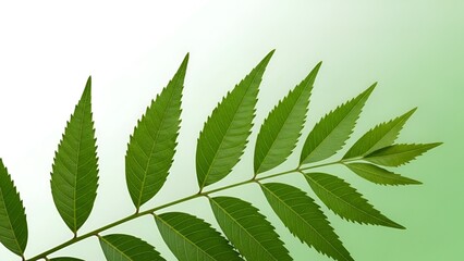 Fresh Green Neem Leaves on a Branch Against a Serene Gradient Background