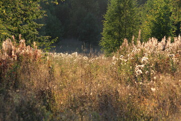flowering wildflowers shimmer in the rays of the evening sun in late summer