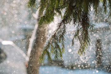 Snowfall in city winter with fir branches and sparkling bokeh. High quality photo