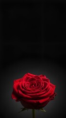 Vibrant Red Rose Against a Dark Background.