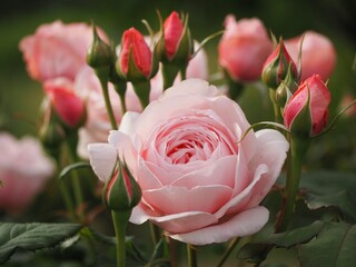 ピンクのバラ　ナエマ