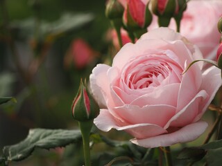 ピンクのバラ　ナエマ