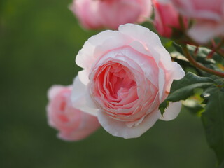 ピンクのバラ　ナエマ