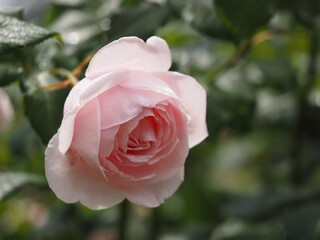 ピンクのバラ　ナエマ