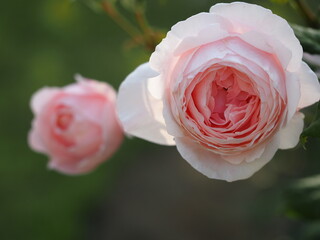 ピンクのバラ　ナエマ