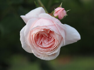 ピンクのバラ　ナエマ