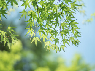 青もみじ(green maple leaves)