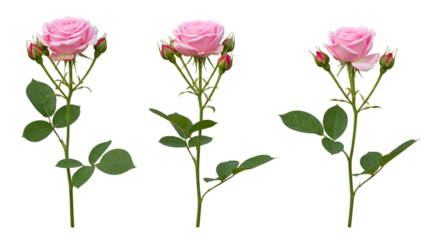 Three pink roses with green leaves and buds on white background