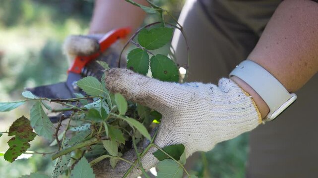 Pruning gardener branches, person cuts overgrown rose vine using secateurs while wearing protective gloves in the sunny garden.