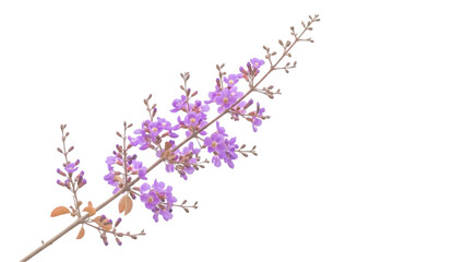 Purple flowers isolated on transparent background
