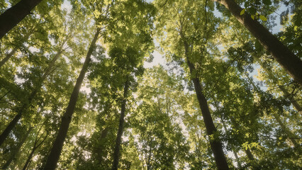 Sunlit Forest Canopy with Tall Trees and Fresh Green Leaves Viewed from Below
