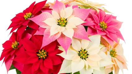 Vibrant poinsettias in full bloom