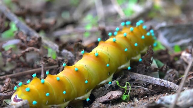 Blue spotted yellow green giant saturnia pyri caterpillar resting on leaf with detailed macro wildlife view. Large emperor moth larva displays vivid colors and textured body in natural habitat.