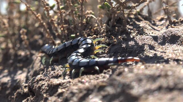 Black centipede crawls across brown arid cracked soil on barren lifeless ground surface. Predatory chilopoda moves through dry fractured earth revealing harsh survival environment.