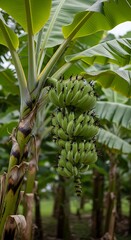 Banana Tree with Green Bananas in a Tropical Plantation.