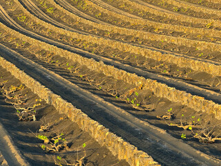 CLOSE UP: Distinctive vineyard cultivation methods in Lanzarote, with young grapevines planted in deep hollows protected by rows of stone walls. Ingenious agricultural practices in the Canary Islands.