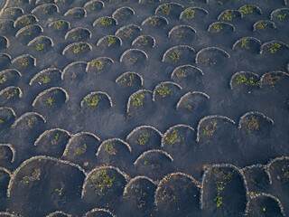 AERIAL TOP DOWN: Stunning pattern of semicircular stone walls in volcanic vineyards of Lanzarote. Traditional stone pits were built to protect vines from wind and conserve moisture in extreme climate.