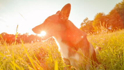 PORTRAIT, CLOSE UP, DOF, LENS FLARE: Shepherd dog sits calmly in a field of tall grass and wildflowers, strongly backlit by the low, golden setting sun. Peaceful serenity in a natural environment.