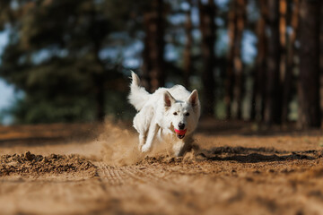 A White Swiss Shepherd jumping. The dog runs after a ball in the forest.