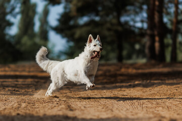 A White Swiss Shepherd jumping. The dog runs after a ball in the forest.