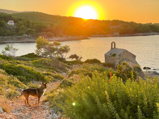 LENS FLARE: Shepherd dog stands alone on a rocky coastal trail beside an old stone chapel overlooking Adriatic Sea. Warm golden sunrise light creates an idyllic summer scene during a morning walk.