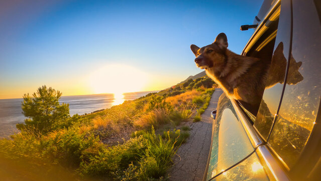 LENS FLARE, CLOSE UP: Mixed breed brown dog is illuminated by the warm glow of golden rising sun as he looks out the open window of a car driving along a winding coastal road above the Adriatic Sea.