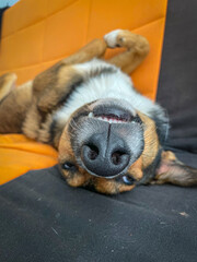 CLOSE UP, PORTRAIT: Adorable shepherd dog lounges upside down on an orange sofa. Relaxed, adopted pet radiates warmth and humour, perfectly capturing the carefree mood of a lazy summer day on holiday.