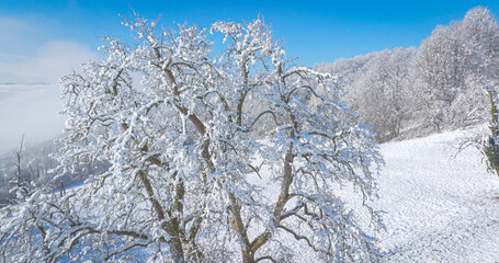 AERIAL, CLOSE UP: Snowy fruit tree in the middle of a white pasture on sunny day. Frost and fresh snow accentuate every branch of the treetop. Serene winter scene that glows under cold morning light.