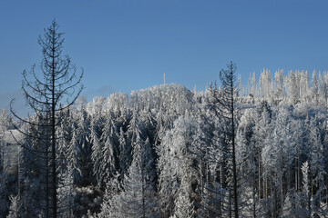 Winterwald im Harz