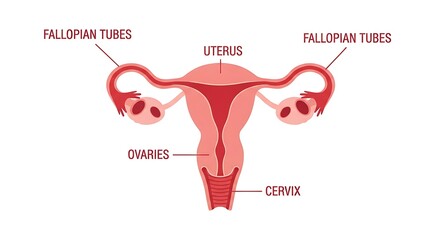 Anatomy of female reproductive system with labeled parts