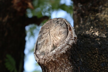 Tree Trunk Close-Up Showing Natural Wood Texture