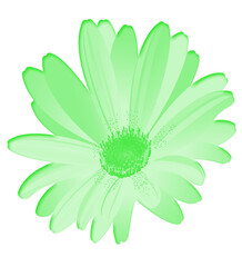 Daisy flower with vibrant petals and soft light background