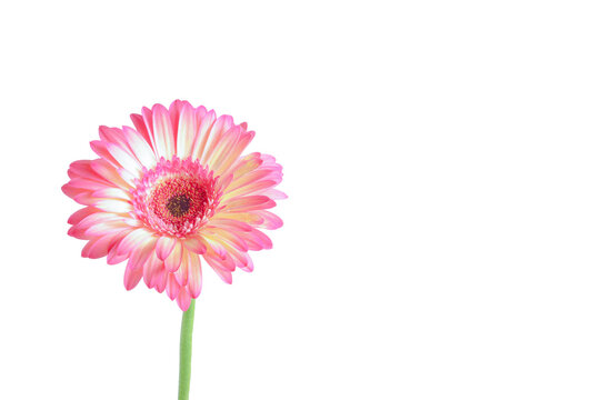 A real pink gerbera flower on a long stem, isolated on a transparent background. Perfect for floral design, greeting cards, branding, beauty projects, invitations, decorations, and creative layouts.
