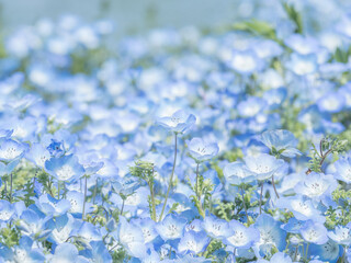 ネモフィラ(nemophila)