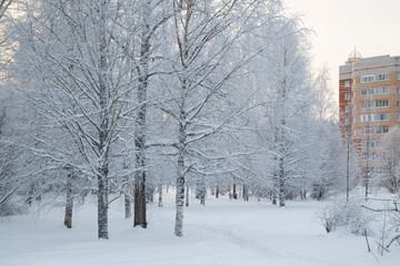 Frost on the trees. Frost in the city park.