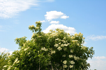 Closed buds and white flowers in the leafage of golden elderberry in mid June